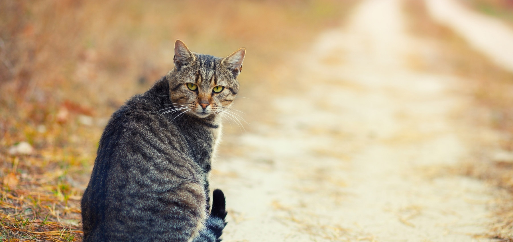 New Client Form Elk Creek Animal Hospital